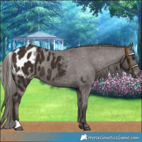 Horse Color:Liver Chestnut Skewed LP Spotted 