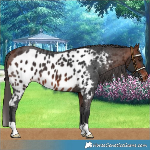 Horse Color:Bay Skewed LP Spotted 