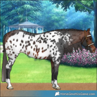 Horse Color:Bay Skewed LP Spotted