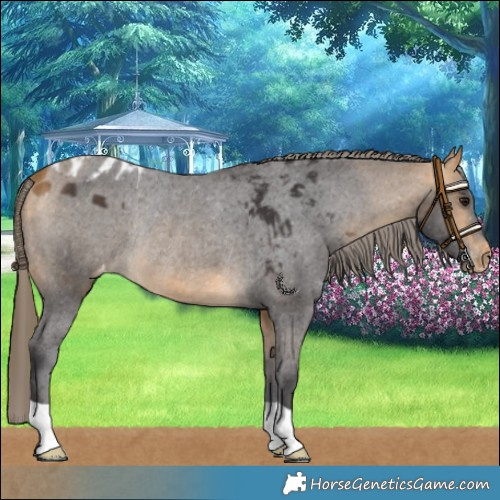 Horse Color:Buckskin Skewed LP Spotted Rabicano 