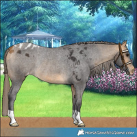 Horse Color:Buckskin Skewed LP Spotted Rabicano