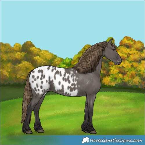 Horse Color:Smoky Grullo Appaloosa 