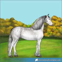Horse Color:Gray White Spotted Bay Splash  and Gray White Spotted Bay Splash 