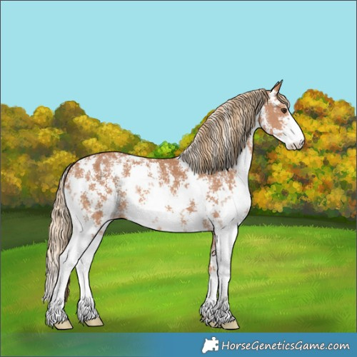 Horse Color:Chestnut Sabino 