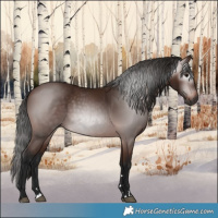 Horse Color:Gray Bay 