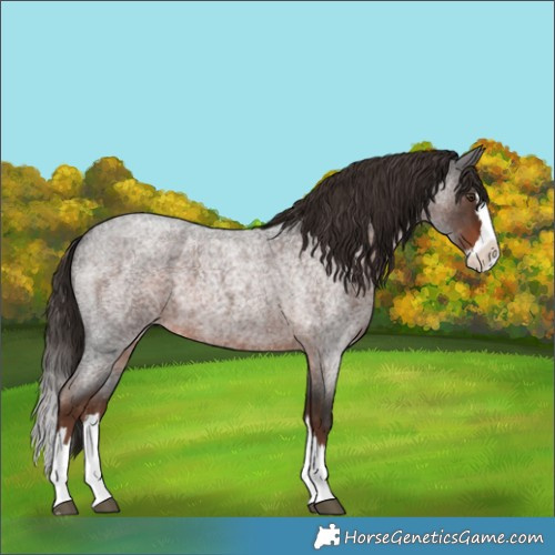 Horse Color:Liver Red Roan Splash