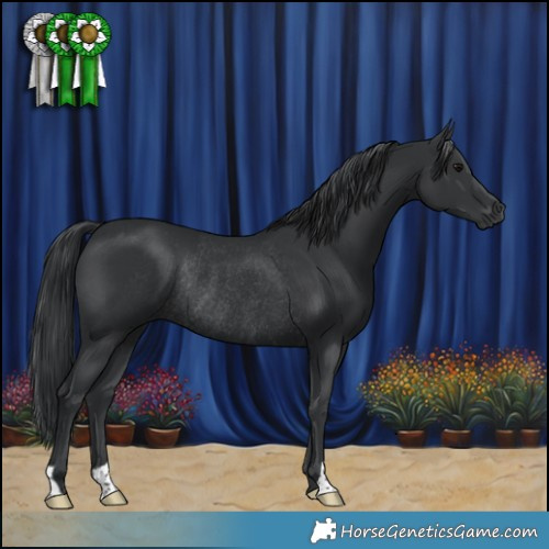 Horse Color:Black Rabicano 