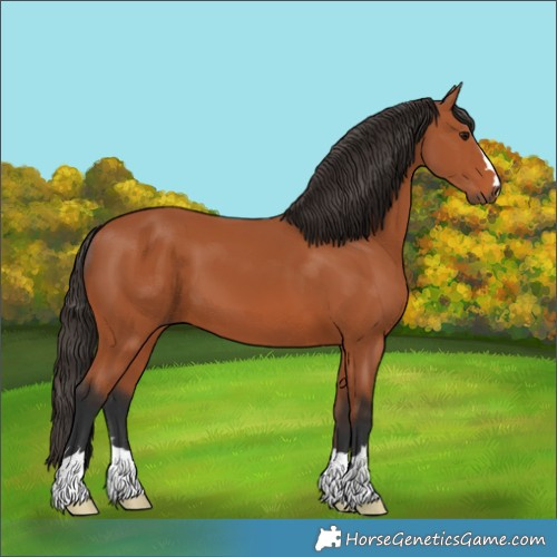 Horse Color:Bay 