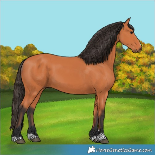 Horse Color:Bay 