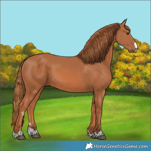 Horse Color:Chestnut 