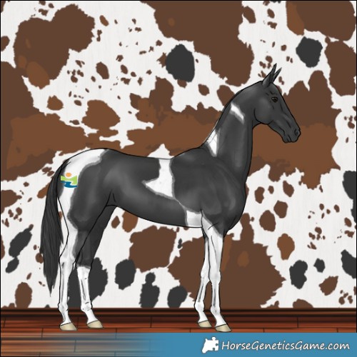 Horse Color:Black Tobiano 