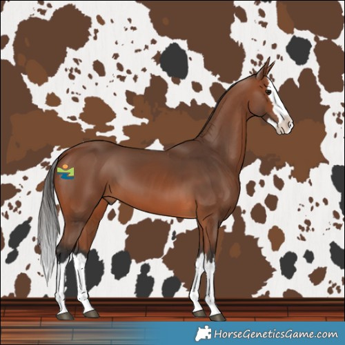 Horse Color:Bay Splash 