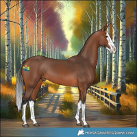 Horse Color:Bay Splash 