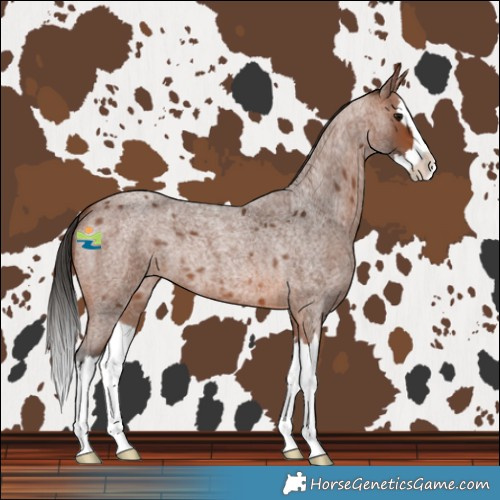 Horse Color:Bay Roan Splash 