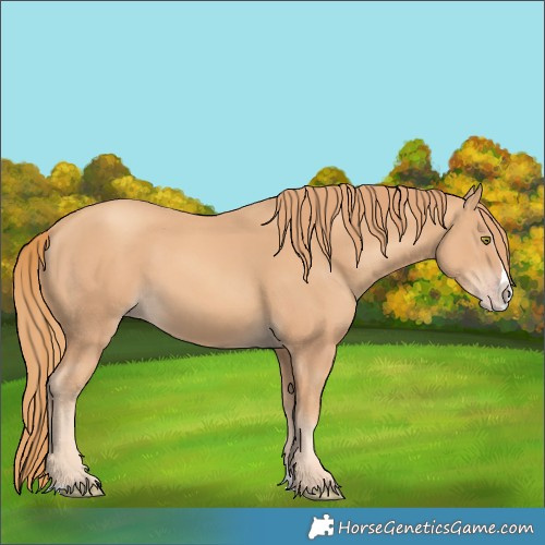 Horse Color:Gold Champagne Splash 