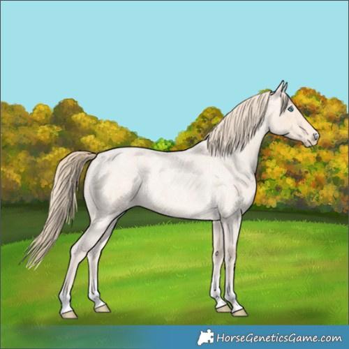 Horse Color:Perlino Roan 