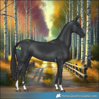 Horse Color:Black Tobiano 