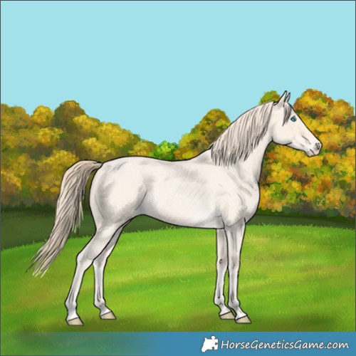 Horse Color:Perlino Roan 