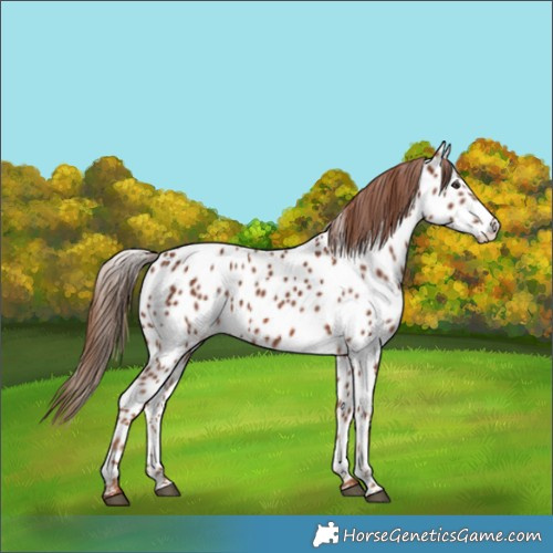 Horse Color:Chestnut Appaloosa 