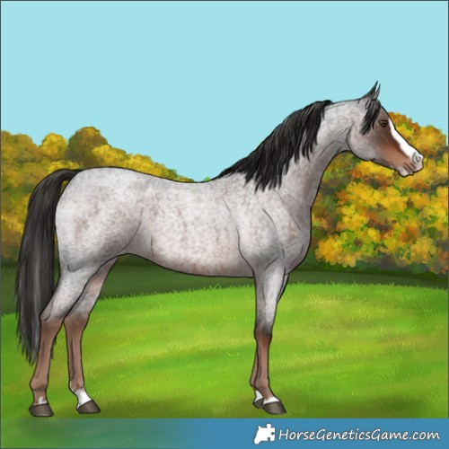 Horse Color:Unknown 