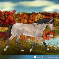 Horse Color:Powder White Bay Dun