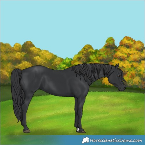 Horse Color:Black 