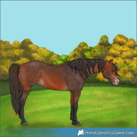 Horse Color:Bay Appaloosa 