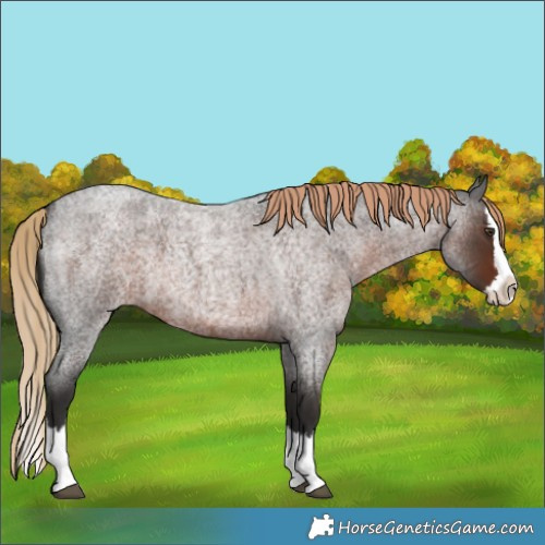 Horse Color:Liver Red Roan Splash 
