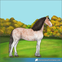 Horse Color:White Spotted Bay Roan Splash and White Spotted Bay Roan Splash Rabicano