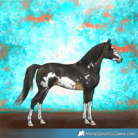 Horse Color:Buckskin Splash Frame 