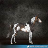 Horse Color:Buckskin Splash Tobiano Frame 
