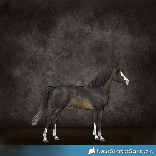 Horse Color:Buckskin 