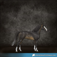 Horse Color:Buckskin 