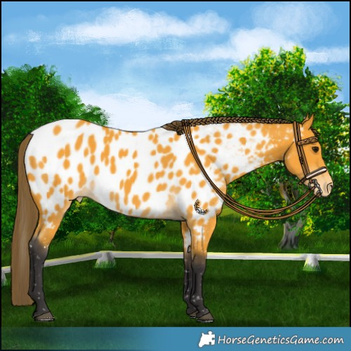 Horse Color:Buckskin Near Leopard 