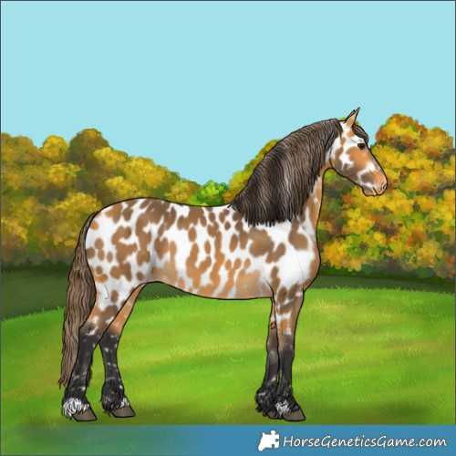 Horse Color:Buckskin Appaloosa 