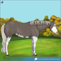 Horse Color:Silver Black Splash