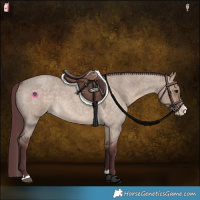 Horse Color:Chocolate Brown Roan Dun Splash