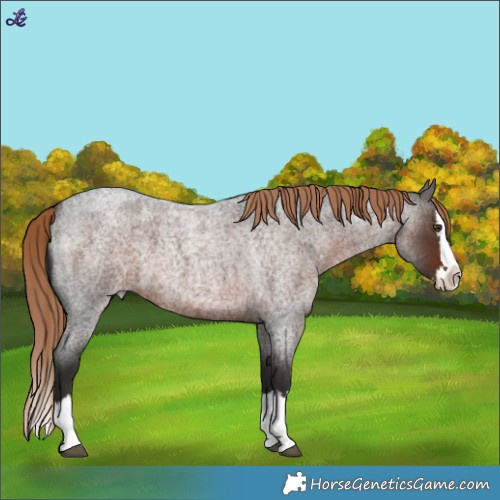 Horse Color:Liver Red Roan Splash