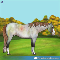 Horse Color:Liver Red Roan Splash 