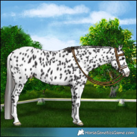 Horse Color:Smoky Black Leopard 