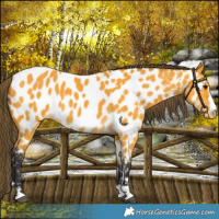 Horse Color:Buckskin Near Leopard 