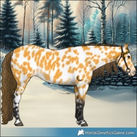 Horse Color:Buckskin Near Leopard 