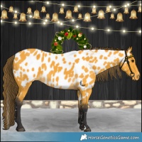 Horse Color:Buckskin Near Leopard