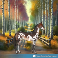 Horse Color:Powder White Bay Skewed Appaloosa