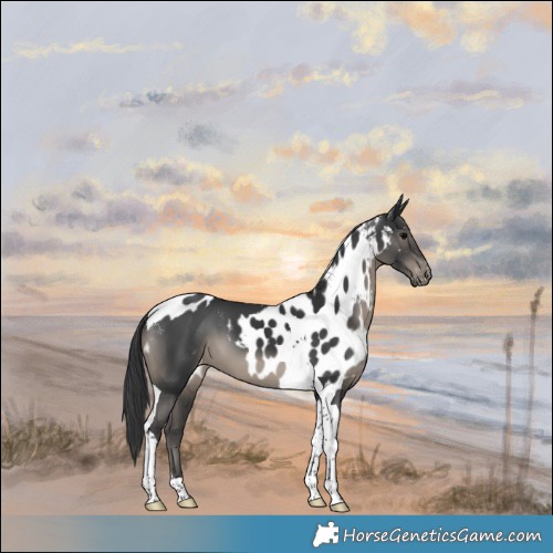 Horse Color:Black Tobiano Skewed Appaloosa 