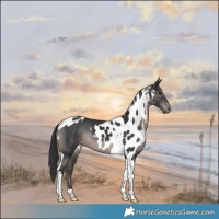 Horse Color:Black Tobiano Skewed LP Spotted 