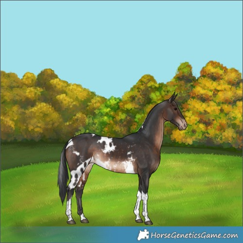 Horse Color:Bay Tobiano Skewed Appaloosa Rabicano