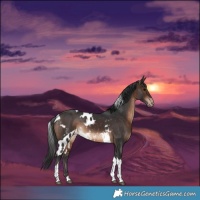 Horse Color:Bay Tobiano Skewed Appaloosa Rabicano