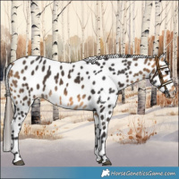 Horse Color:Buckskin Leopard
