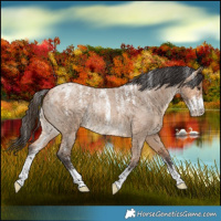 Horse Color:Powder White Bay Roan Dun